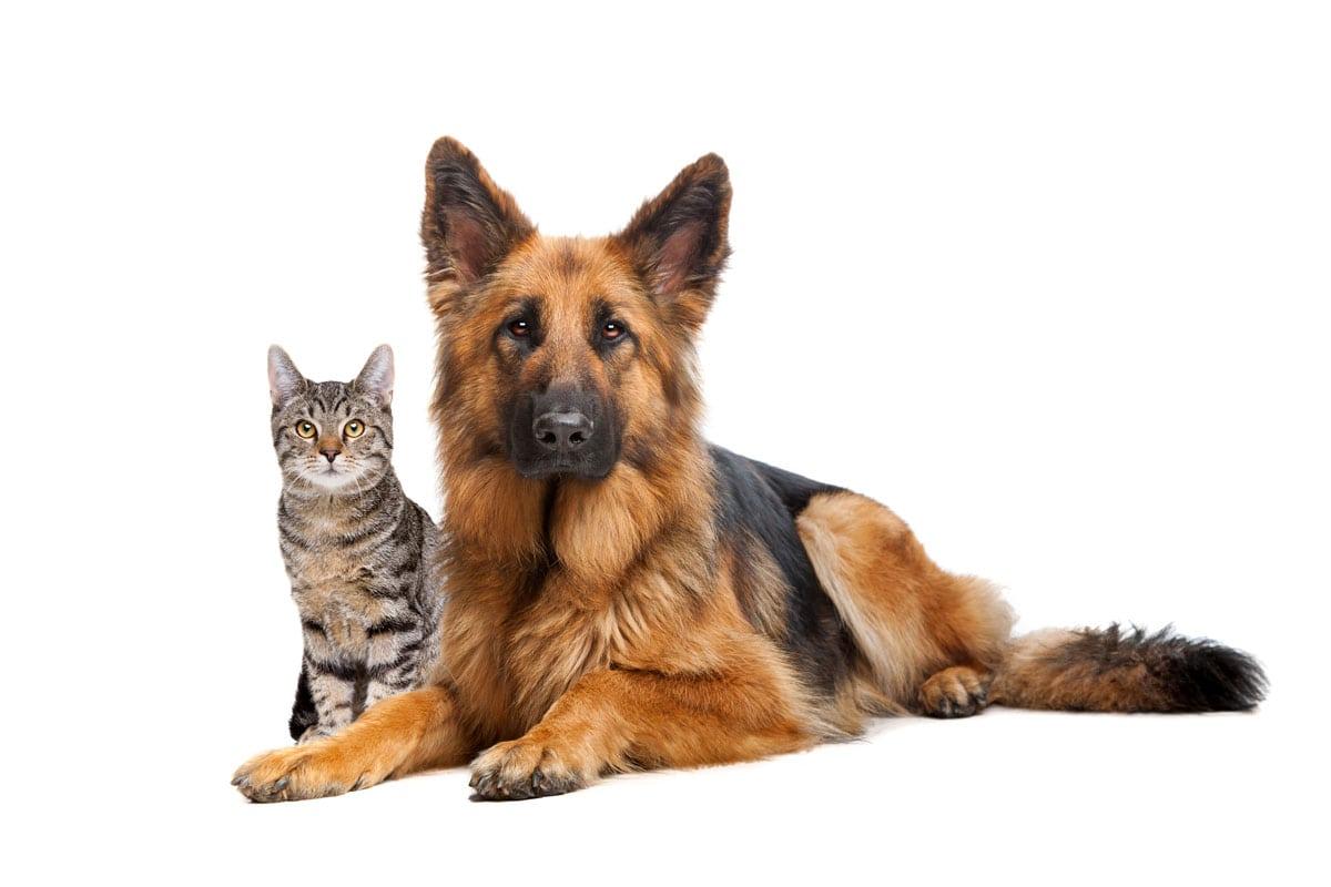 Dog and cat together