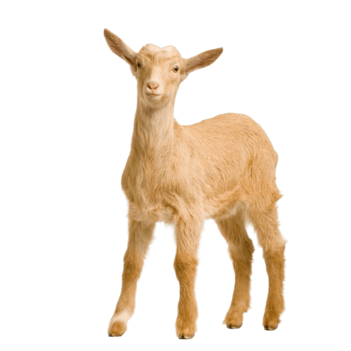 Dairy goat doe with kid