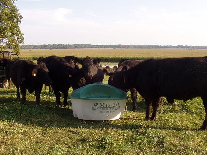 Cattle using a Mix 30 lick tank