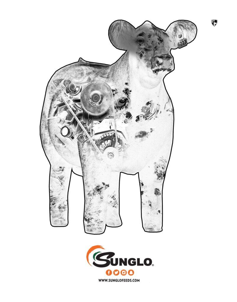 Sunglo show cattle feed