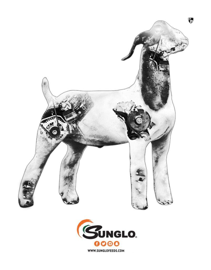 Sunglo goat show feed