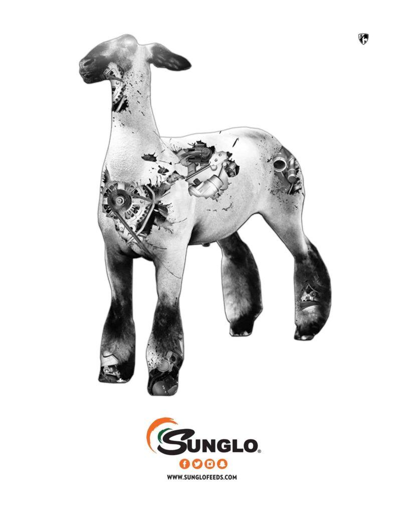 Sunglo sheep show feed