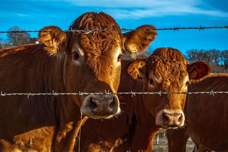 Beef cattle in a pasture