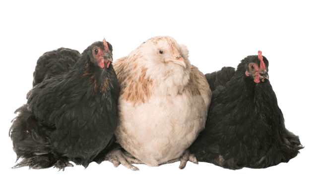 Baby chicks and young chickens