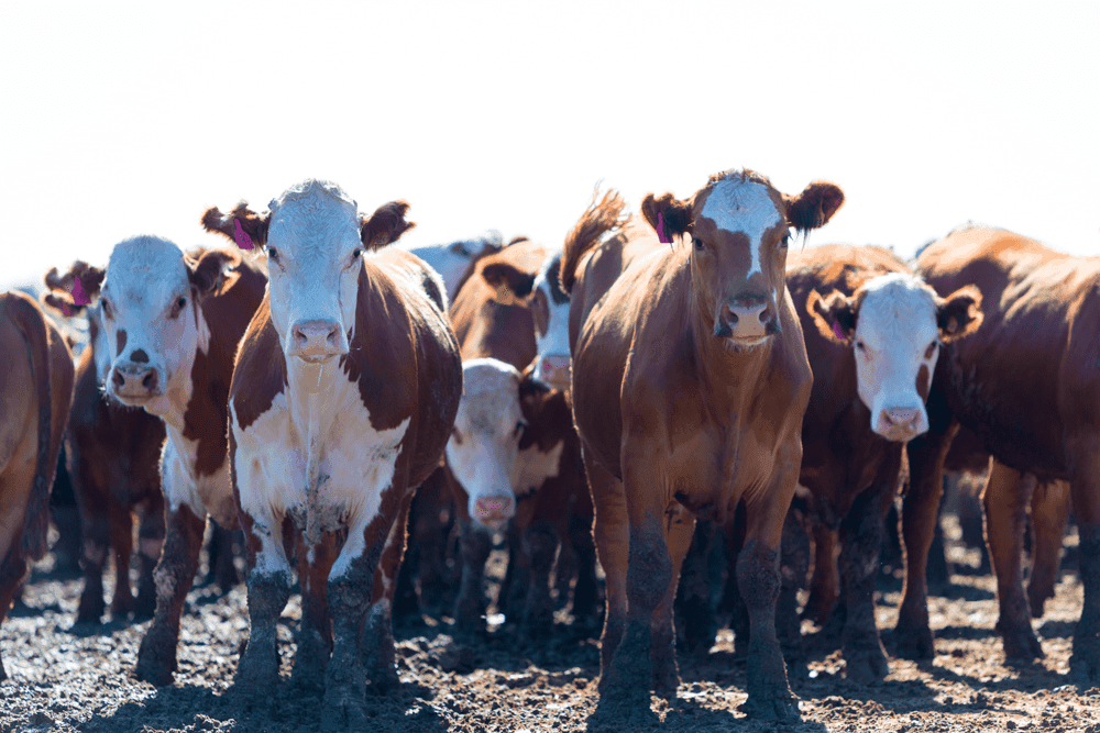 Cattle herd on an Iowa farm