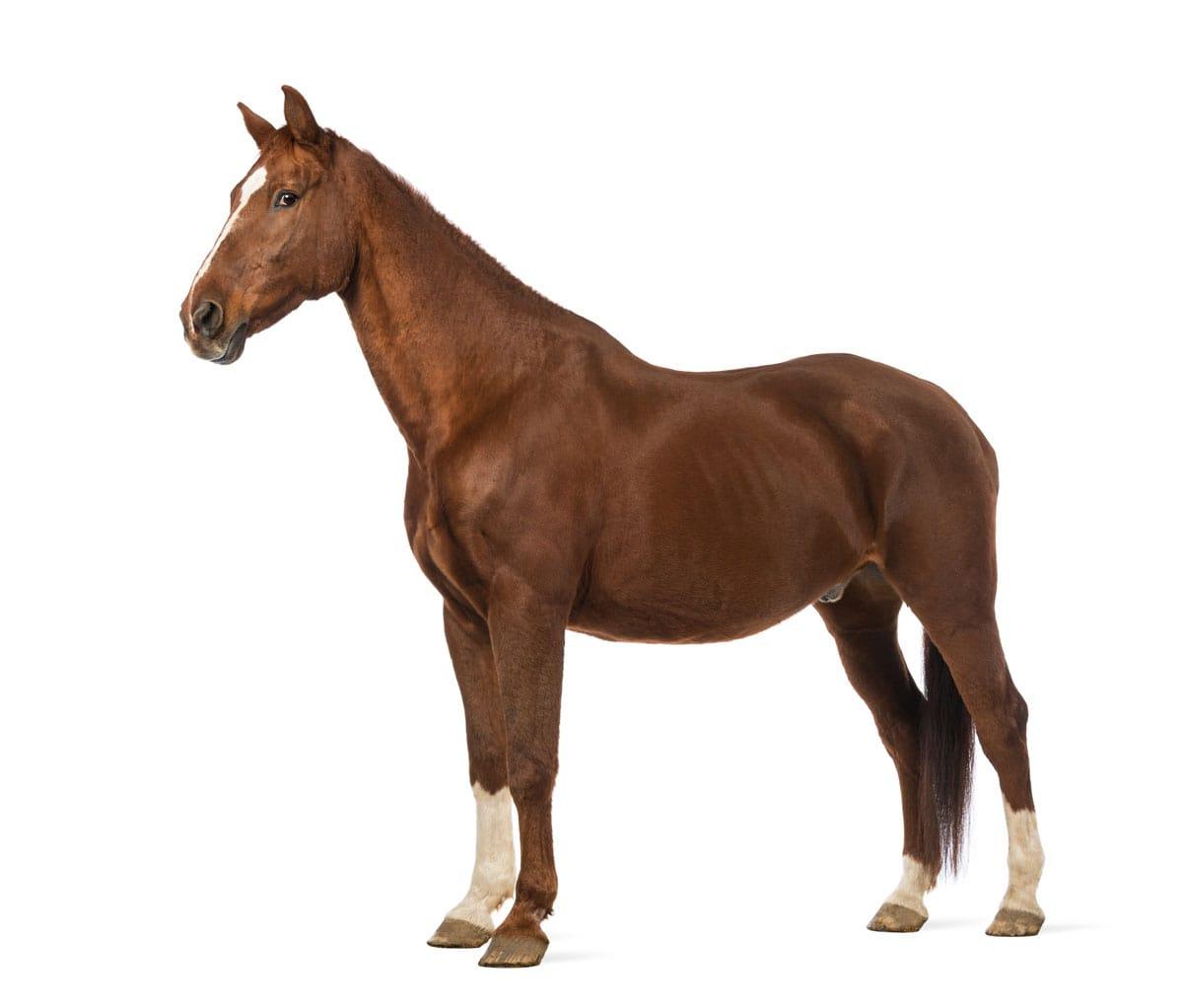 Horse in a pasture