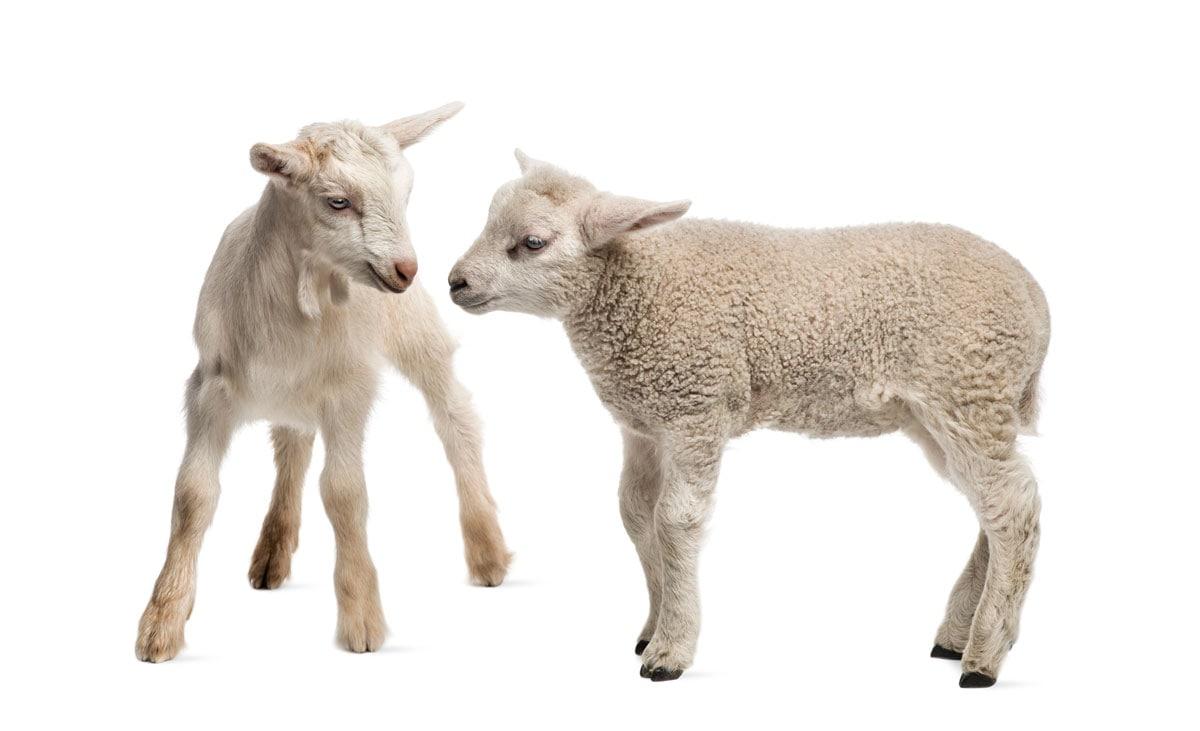 Lamb and goat kid in a field