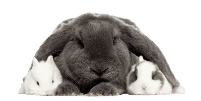 Lop-eared rabbit and young rabbits
