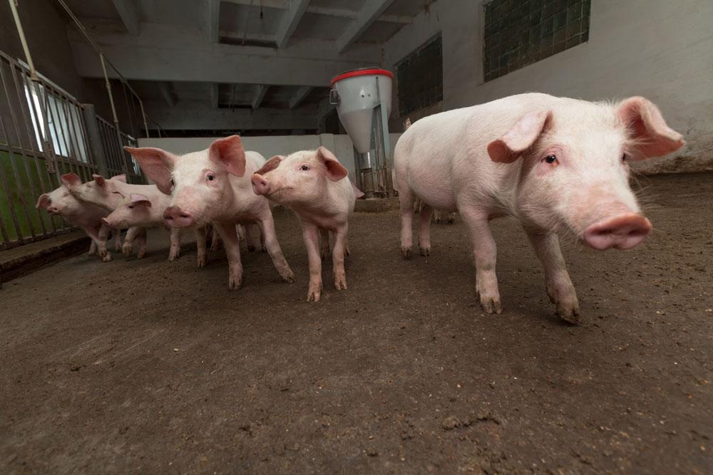 Show pigs in a pen