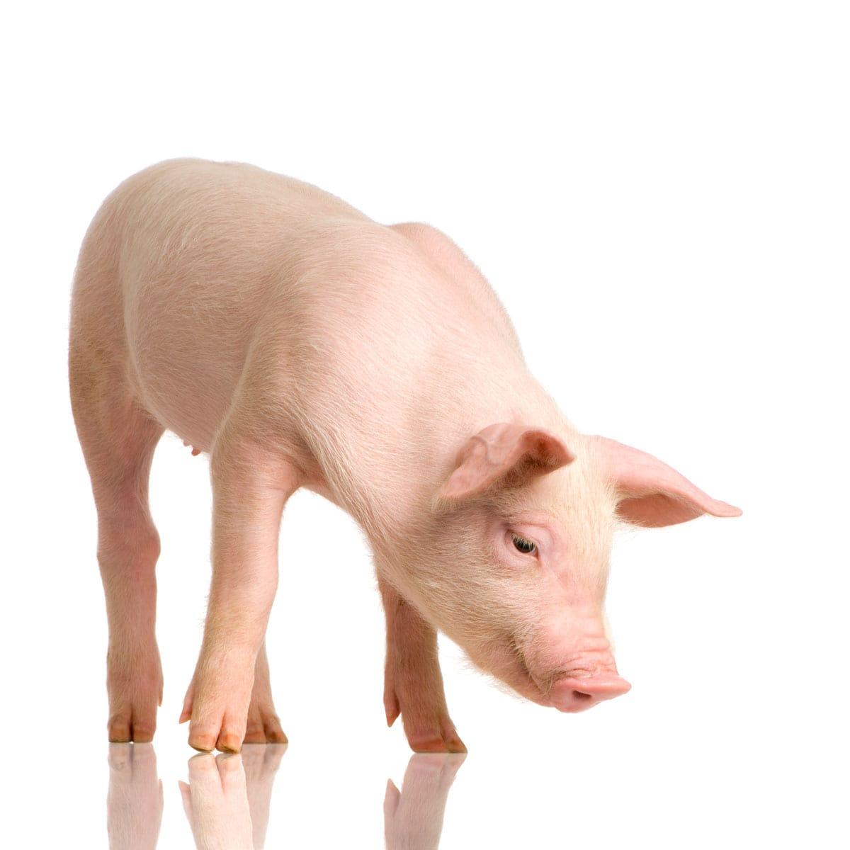 Show pig on a farm
