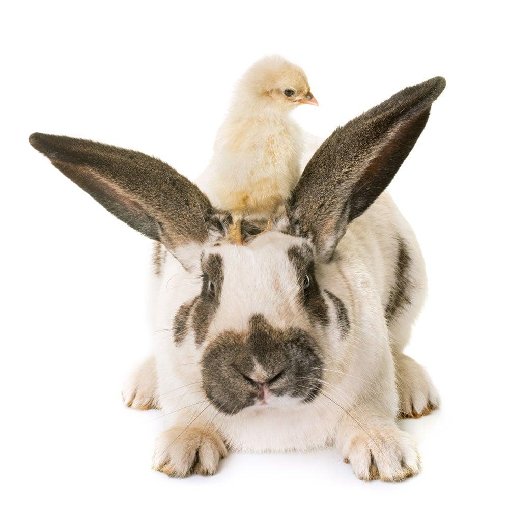 Rabbit and baby chicks