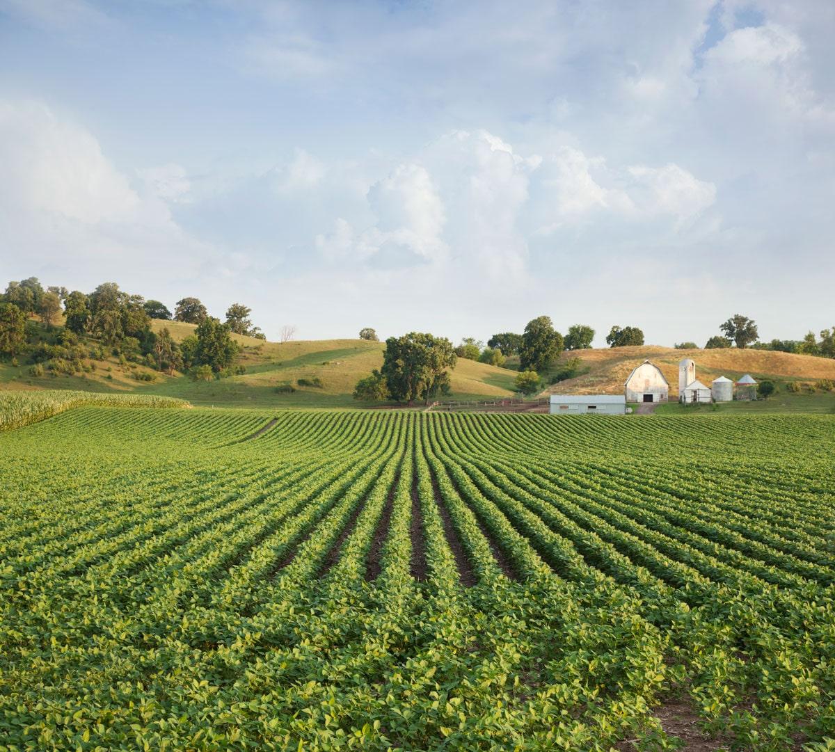 Soybean field in southeast Iowa