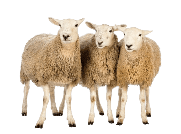 Sheep and lambs